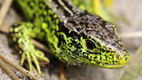 Sand Lizard at Studland, Dorset