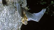 Noctule bat (Nyctalus) emerging from roost at night.